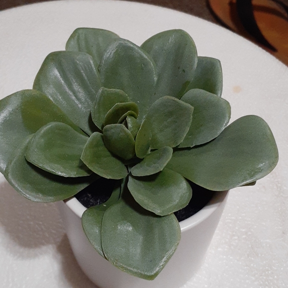 Artificial  Dudley's succulent plant - Picture 2 of 4